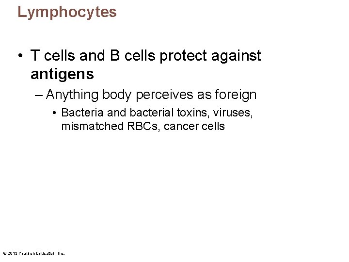 Lymphocytes • T cells and B cells protect against antigens – Anything body perceives