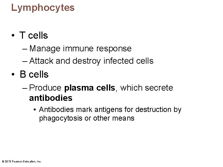 Lymphocytes • T cells – Manage immune response – Attack and destroy infected cells