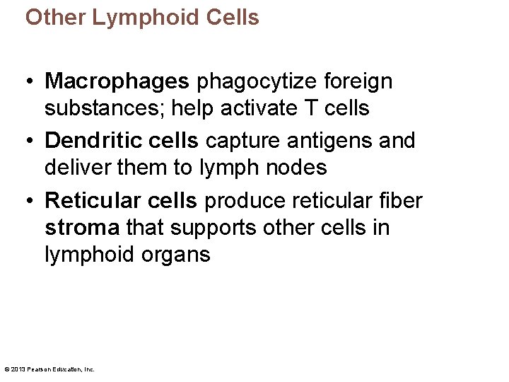 Other Lymphoid Cells • Macrophages phagocytize foreign substances; help activate T cells • Dendritic