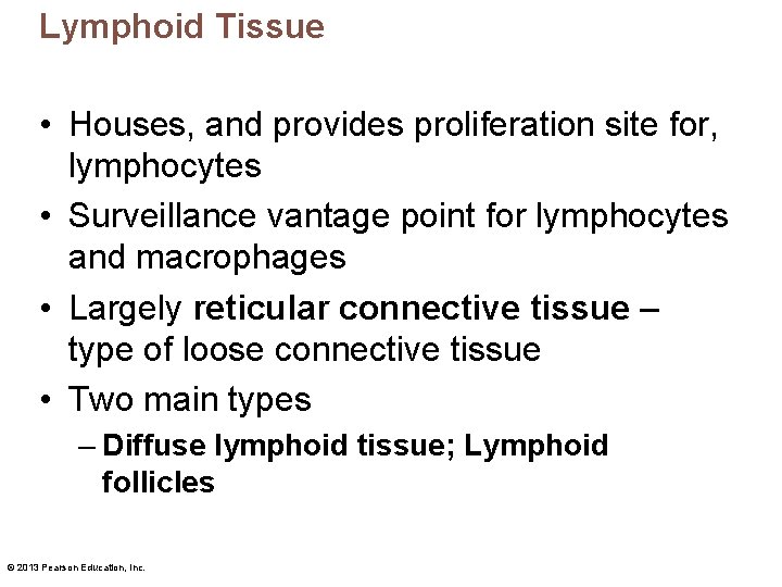 Lymphoid Tissue • Houses, and provides proliferation site for, lymphocytes • Surveillance vantage point