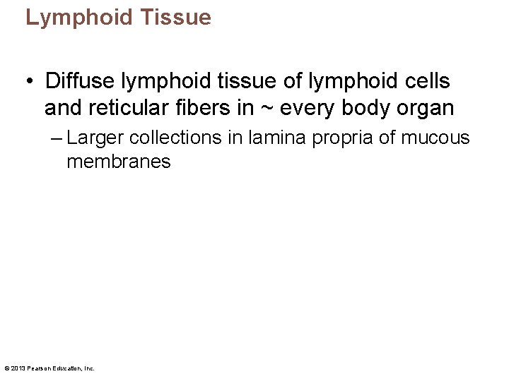 Lymphoid Tissue • Diffuse lymphoid tissue of lymphoid cells and reticular fibers in ~