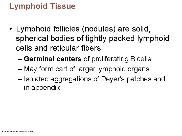Lymphoid Tissue • Lymphoid follicles (nodules) are solid, spherical bodies of tightly packed lymphoid