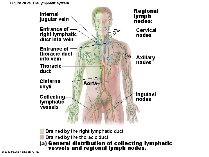 Figure 20. 2 a The lymphatic system. Regional lymph nodes: Internal jugular vein Entrance