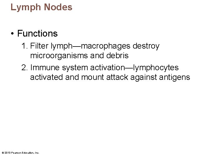 Lymph Nodes • Functions 1. Filter lymph—macrophages destroy microorganisms and debris 2. Immune system