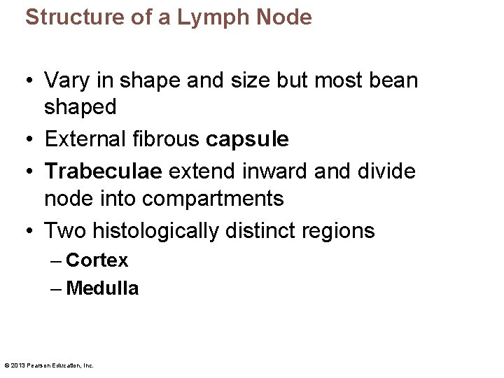 Structure of a Lymph Node • Vary in shape and size but most bean