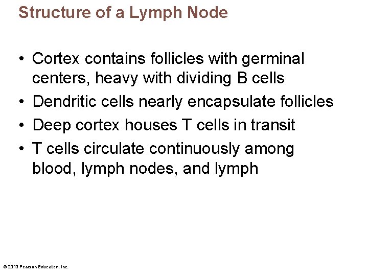 Structure of a Lymph Node • Cortex contains follicles with germinal centers, heavy with