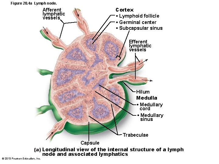 Figure 20. 4 a Lymph node. Afferent lymphatic vessels Cortex • Lymphoid follicle •