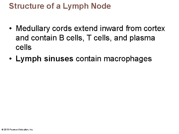 Structure of a Lymph Node • Medullary cords extend inward from cortex and contain