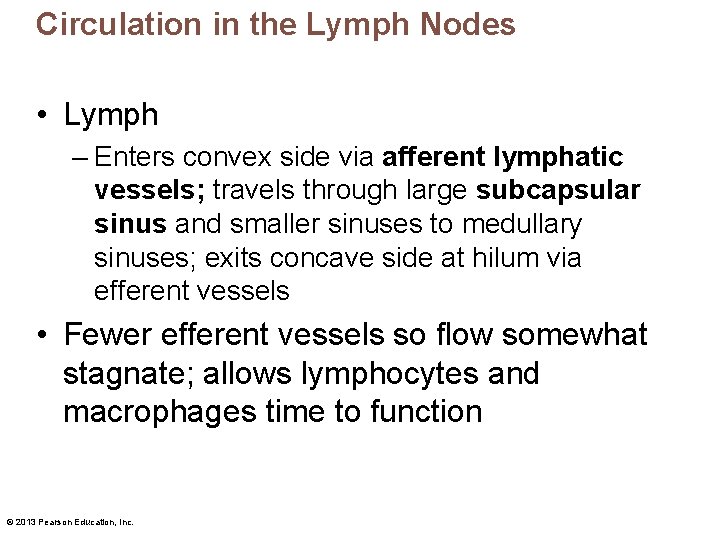 Circulation in the Lymph Nodes • Lymph – Enters convex side via afferent lymphatic