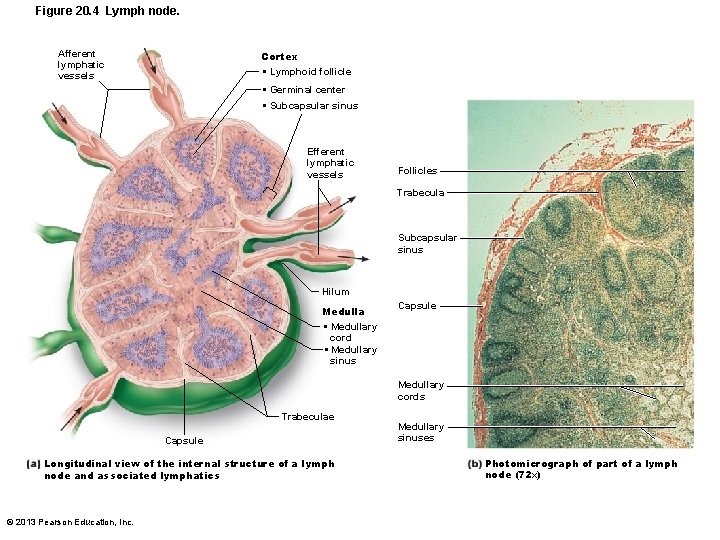 Figure 20. 4 Lymph node. Afferent lymphatic vessels Cortex • Lymphoid follicle • Germinal