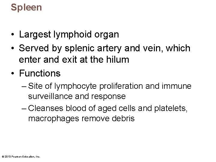 Spleen • Largest lymphoid organ • Served by splenic artery and vein, which enter