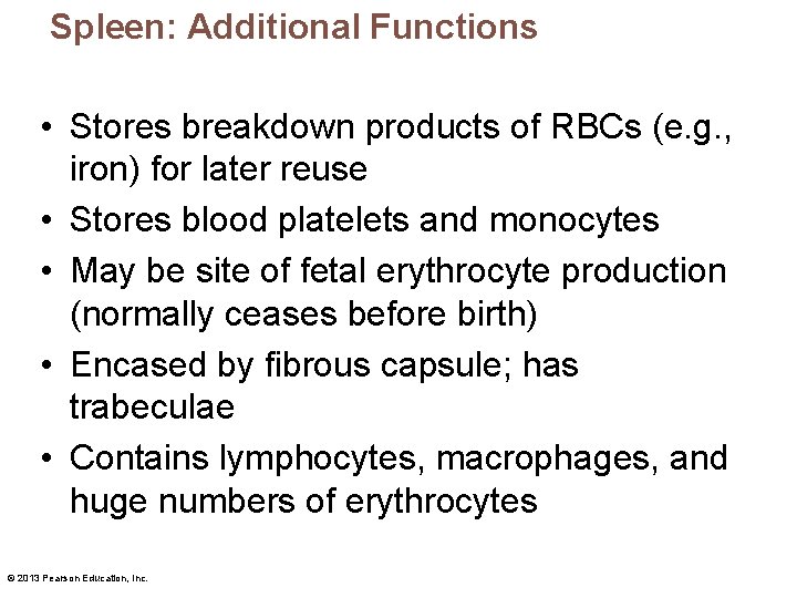 Spleen: Additional Functions • Stores breakdown products of RBCs (e. g. , iron) for