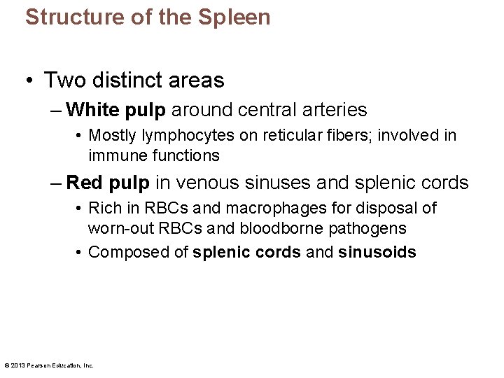 Structure of the Spleen • Two distinct areas – White pulp around central arteries