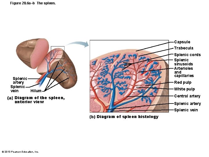 Figure 20. 6 a–b The spleen. Capsule Trabecula Splenic cords Splenic sinusoids Arterioles and