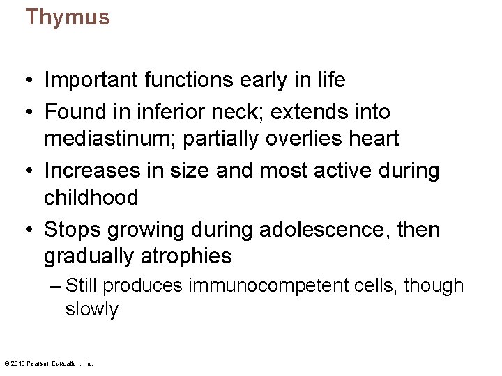 Thymus • Important functions early in life • Found in inferior neck; extends into