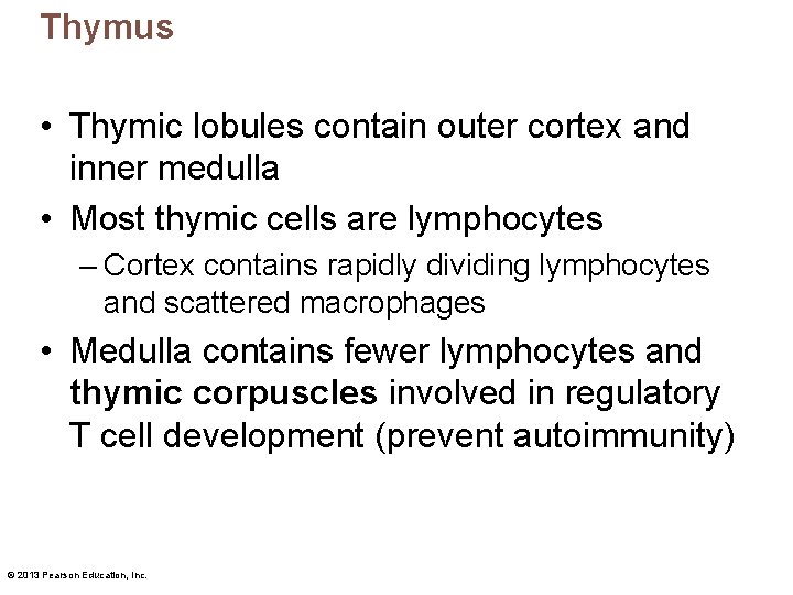 Thymus • Thymic lobules contain outer cortex and inner medulla • Most thymic cells