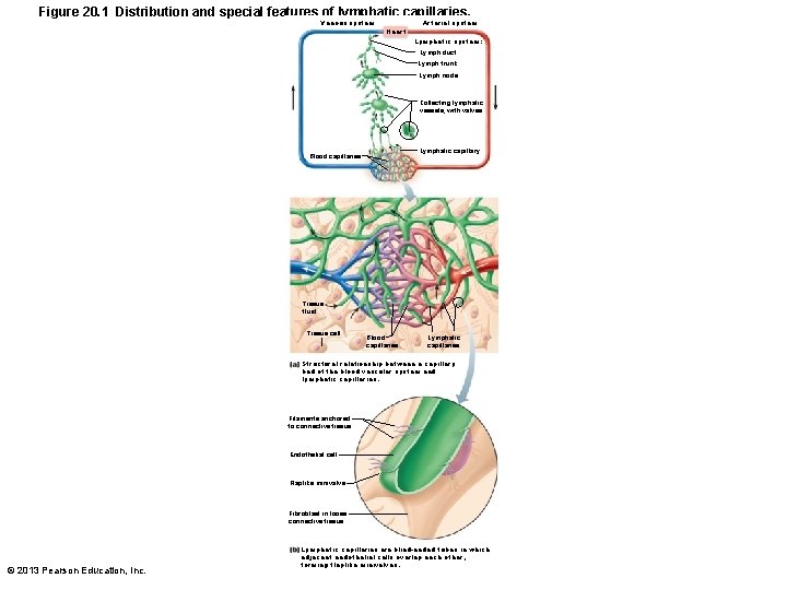 Figure 20. 1 Distribution and special features of lymphatic capillaries. Venous system Heart Arterial