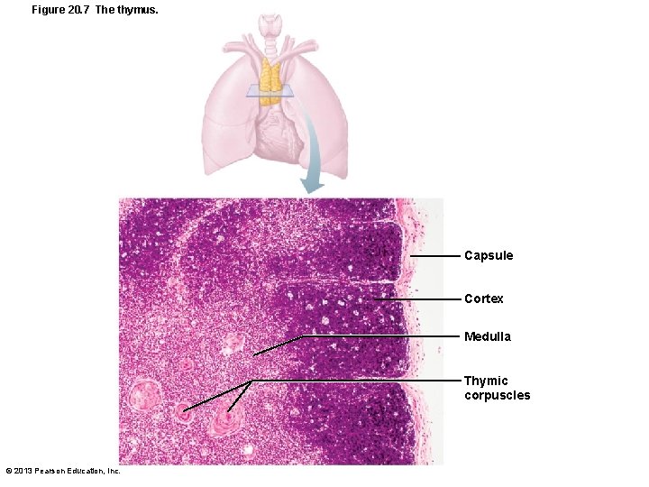 Figure 20. 7 The thymus. Capsule Cortex Medulla Thymic corpuscles © 2013 Pearson Education,