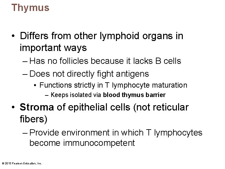 Thymus • Differs from other lymphoid organs in important ways – Has no follicles