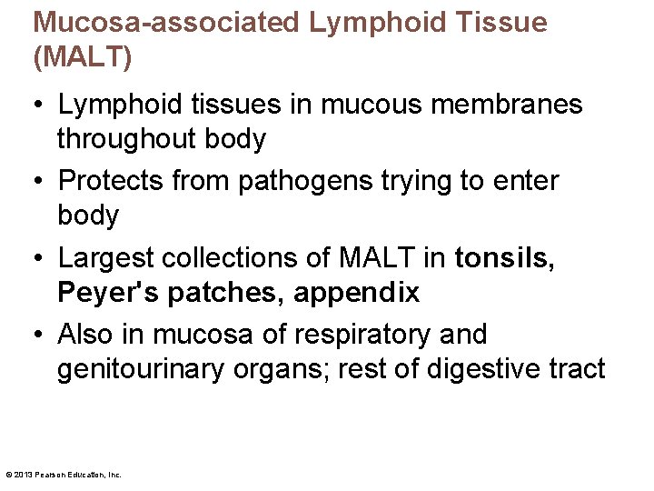 Mucosa-associated Lymphoid Tissue (MALT) • Lymphoid tissues in mucous membranes throughout body • Protects