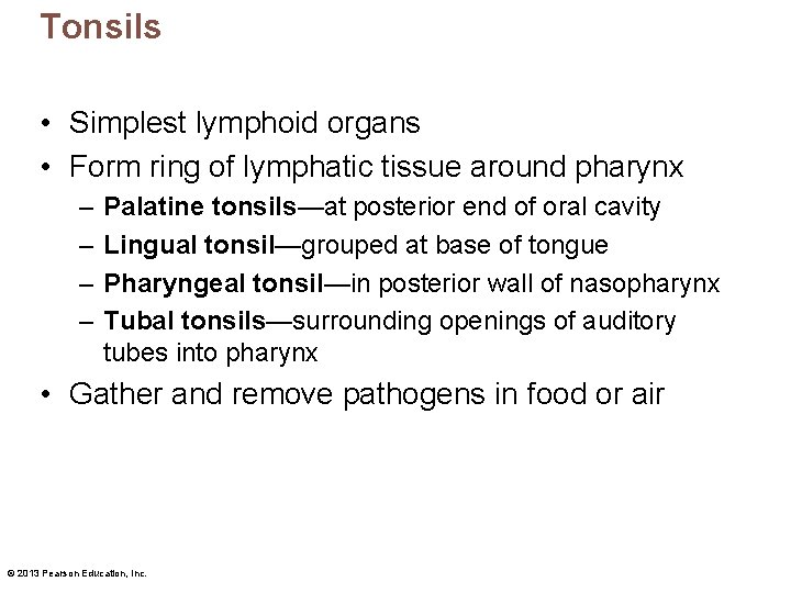 Tonsils • Simplest lymphoid organs • Form ring of lymphatic tissue around pharynx –