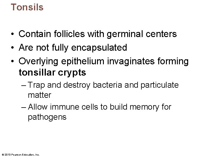 Tonsils • Contain follicles with germinal centers • Are not fully encapsulated • Overlying