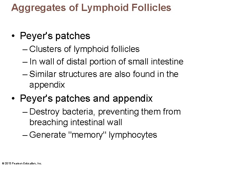 Aggregates of Lymphoid Follicles • Peyer's patches – Clusters of lymphoid follicles – In