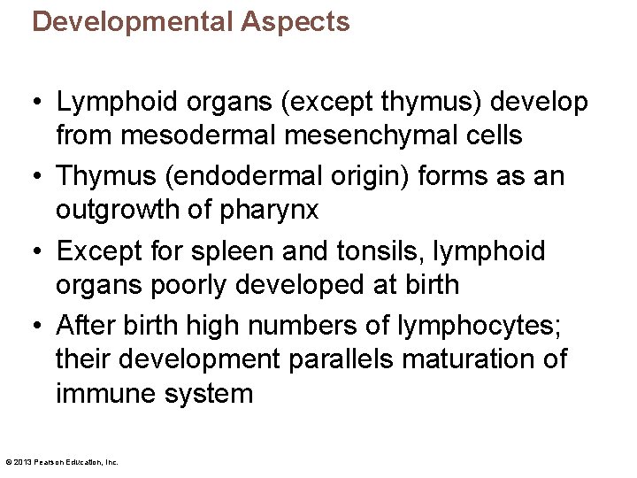 Developmental Aspects • Lymphoid organs (except thymus) develop from mesodermal mesenchymal cells • Thymus