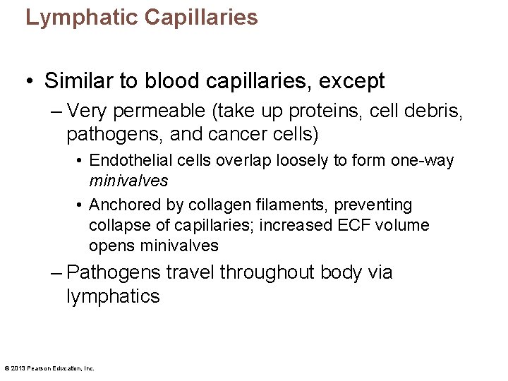 Lymphatic Capillaries • Similar to blood capillaries, except – Very permeable (take up proteins,