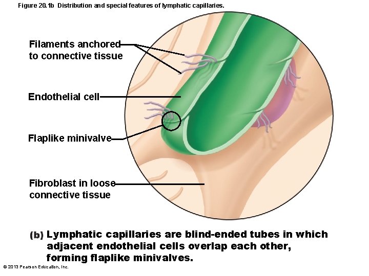 Figure 20. 1 b Distribution and special features of lymphatic capillaries. Filaments anchored to