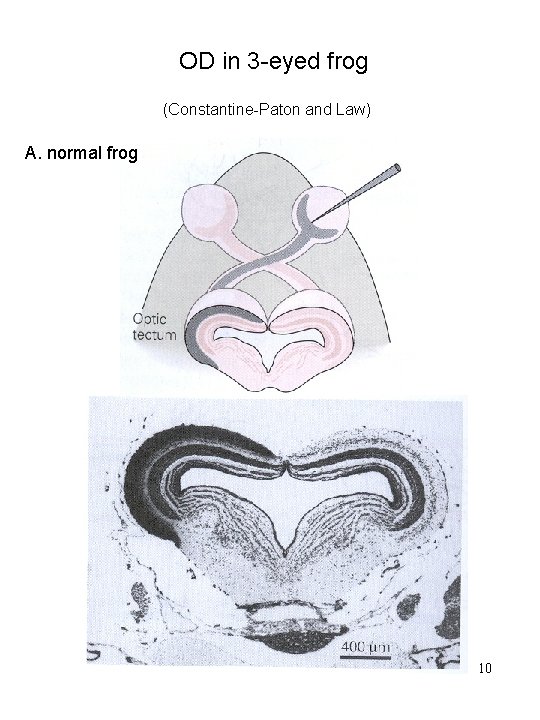OD in 3 -eyed frog (Constantine-Paton and Law) A. normal frog 10 