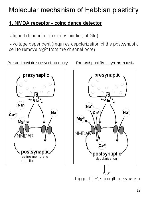 Molecular mechanism of Hebbian plasticity 1. NMDA receptor - coincidence detector - ligand dependent