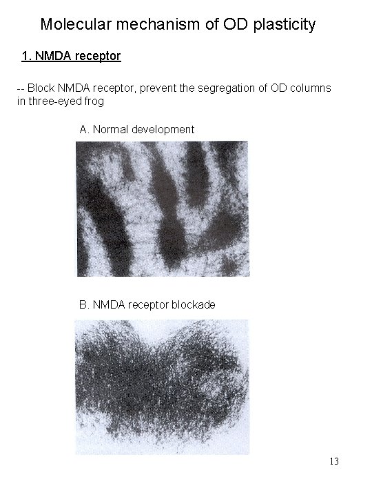 Molecular mechanism of OD plasticity 1. NMDA receptor -- Block NMDA receptor, prevent the