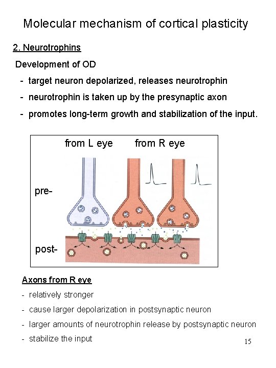 Molecular mechanism of cortical plasticity 2. Neurotrophins Development of OD - target neuron depolarized,