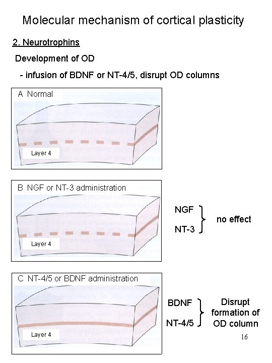 Molecular mechanism of cortical plasticity 2. Neurotrophins Development of OD - infusion of BDNF