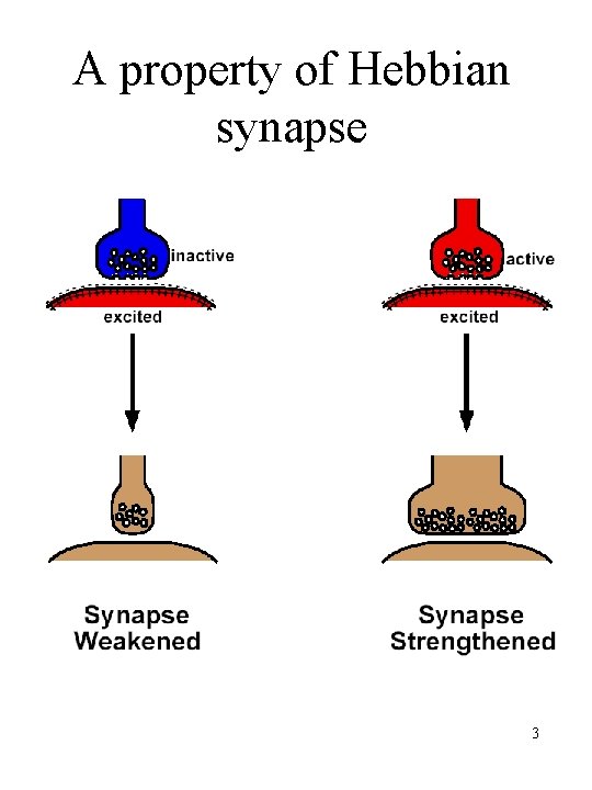 A property of Hebbian synapse 3 