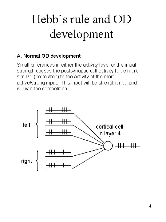 Hebb’s rule and OD development A. Normal OD development Small differences in either the