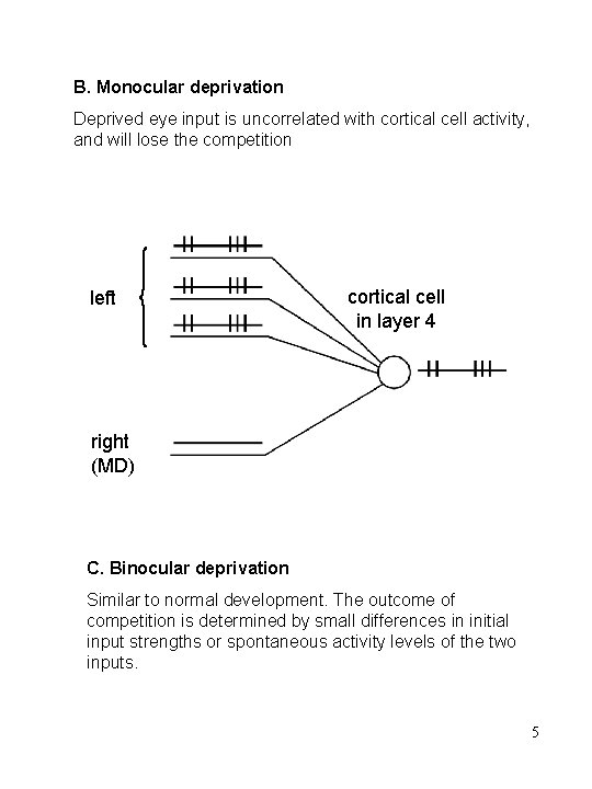 B. Monocular deprivation Deprived eye input is uncorrelated with cortical cell activity, and will