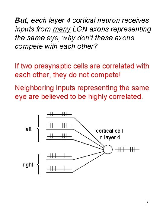 But, each layer 4 cortical neuron receives inputs from many LGN axons representing the