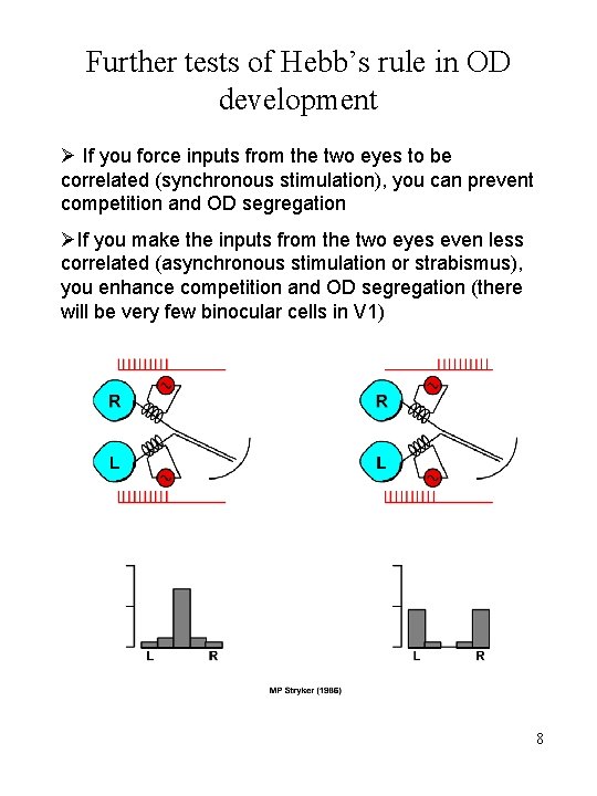 Further tests of Hebb’s rule in OD development Ø If you force inputs from