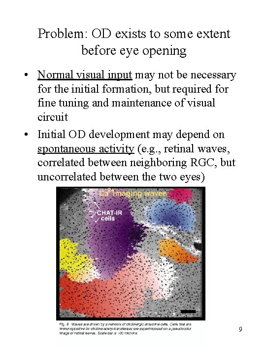 Problem: OD exists to some extent before eye opening • Normal visual input may