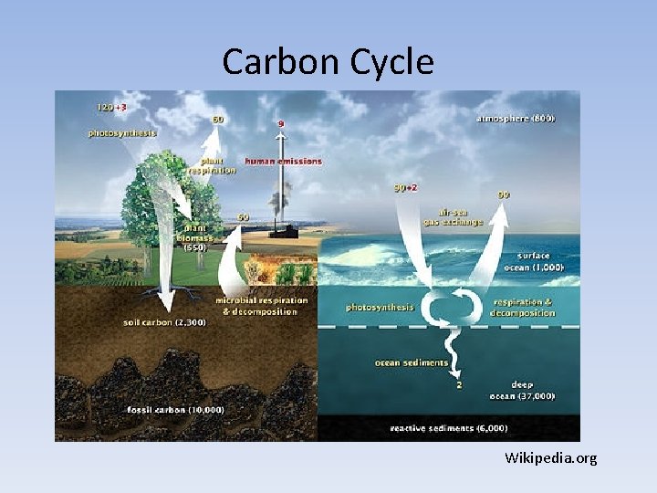 Carbon Cycle Wikipedia. org 