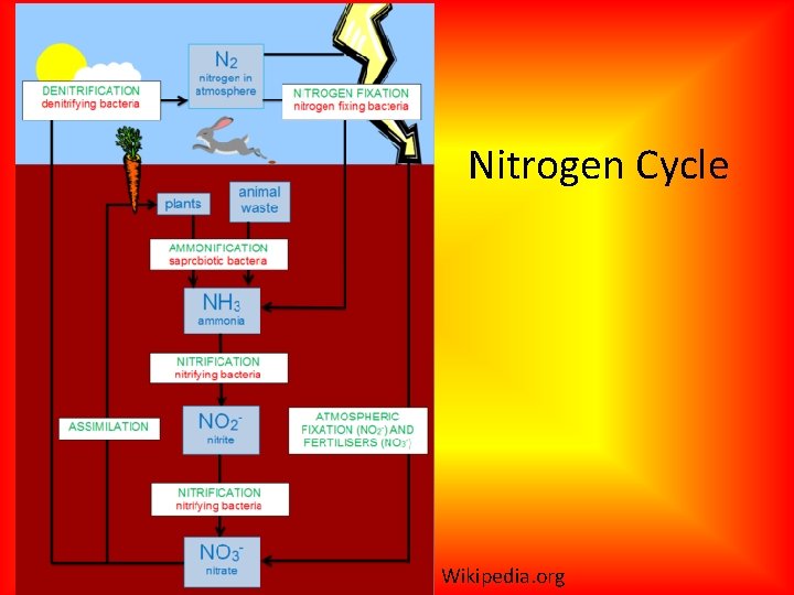 Nitrogen Cycle Wikipedia. org 