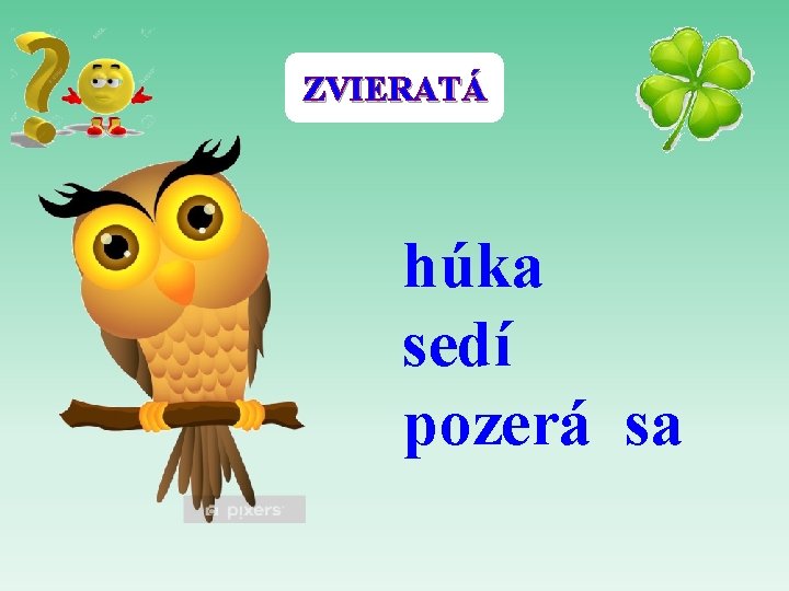 ZVIERATÁ húka sedí pozerá sa 