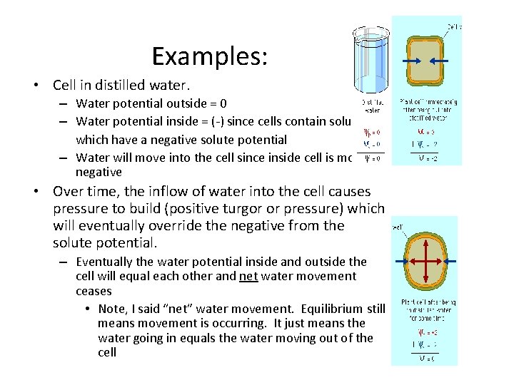 Examples: • Cell in distilled water. – Water potential outside = 0 – Water