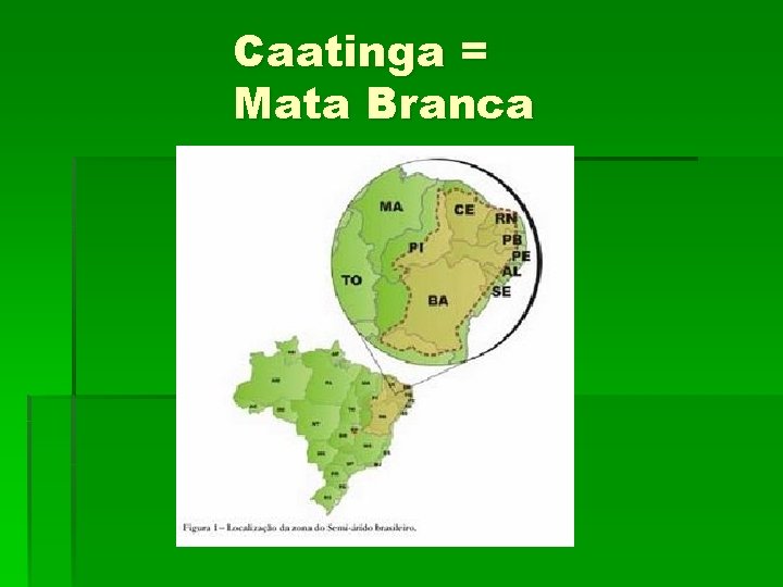 Caatinga = Mata Branca 