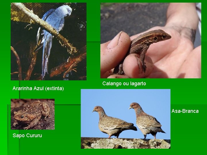 Ararinha Azul (extinta) Calango ou lagarto Asa-Branca Sapo Cururu 