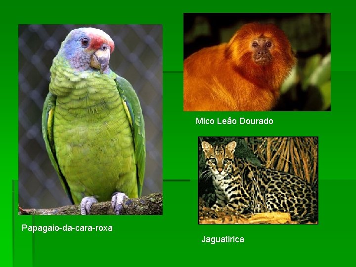 Mico Leão Dourado Papagaio-da-cara-roxa Jaguatirica 