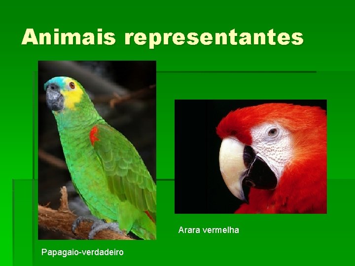 Animais representantes Arara vermelha Papagaio-verdadeiro 