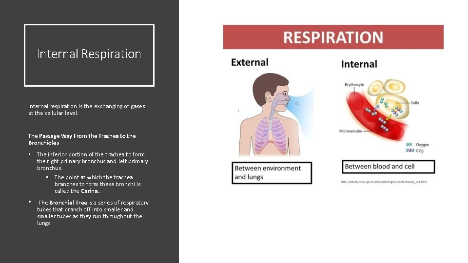 Internal Respiration Internal respiration is the exchanging of gases at the cellular level. The